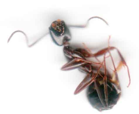 Ant 1