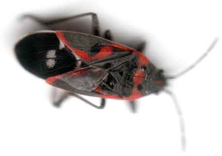 Boxelder Bug 1