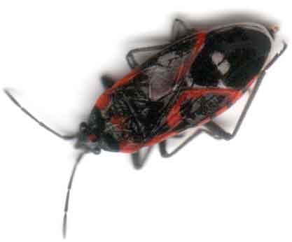 Boxelder Bug 3