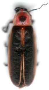 Lightning Bug 1